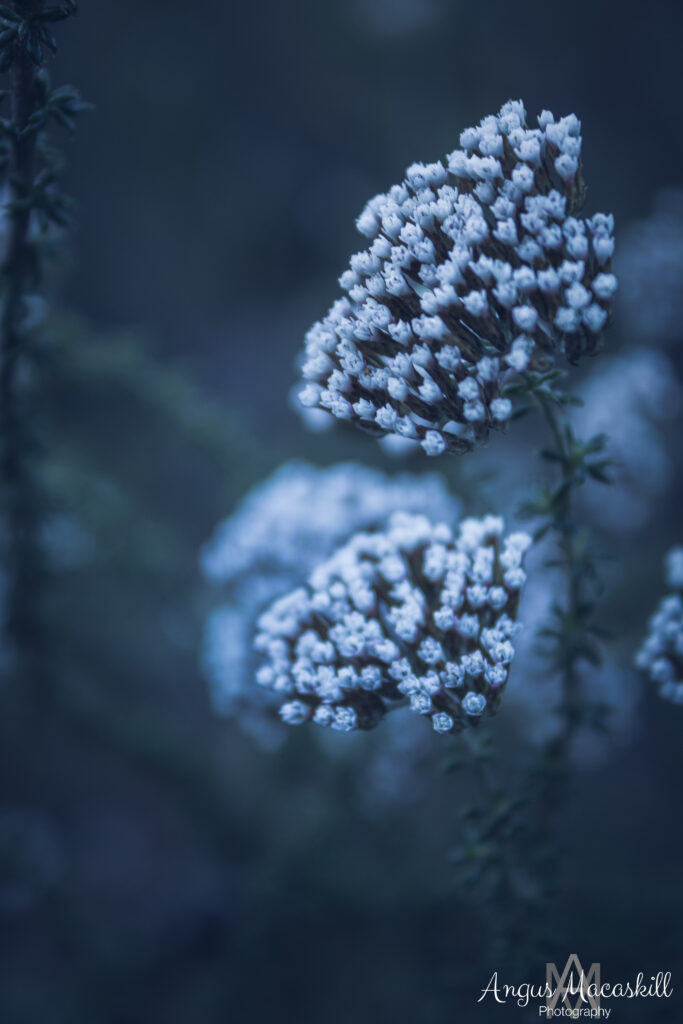 Blue flower clusters against a soft dark background