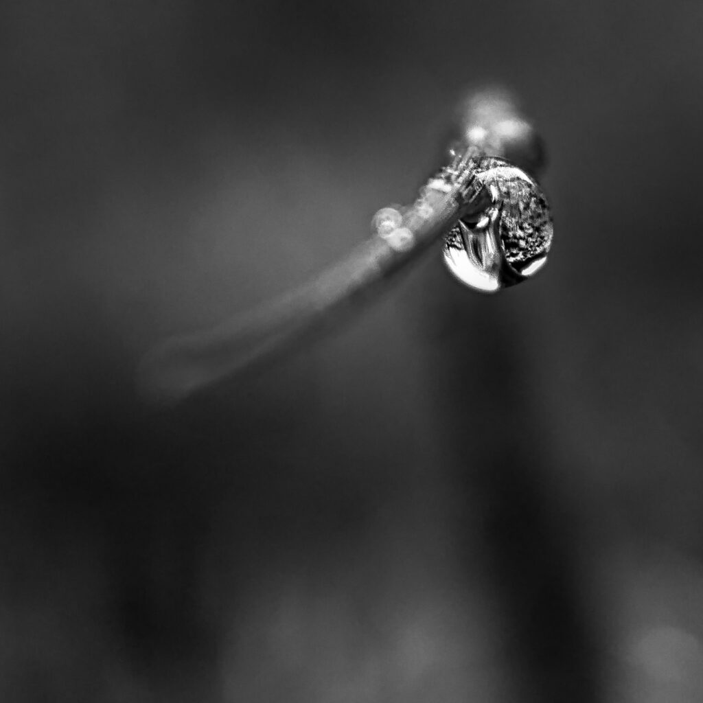 A single droplet suspended from a fine stem in black and white